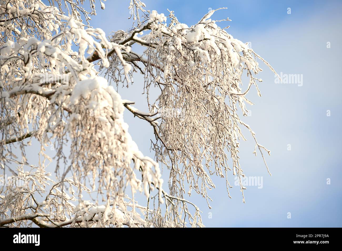 Snow covered tree branches on blue white sky with copy space. A closeup winter landscape of snowy or frosty trees in a forest for Christmas holiday or seasonal holiday background Stock Photo