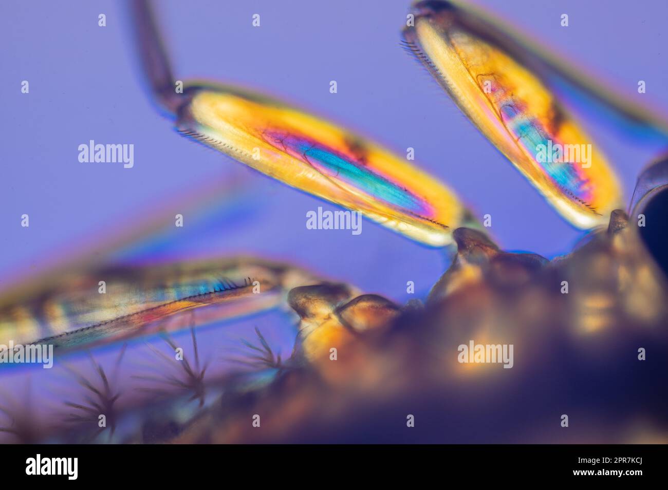 Legs of Yellow may dun Heptagenia sulphurea photographed in cross-polarised light with a wave retarder Stock Photo