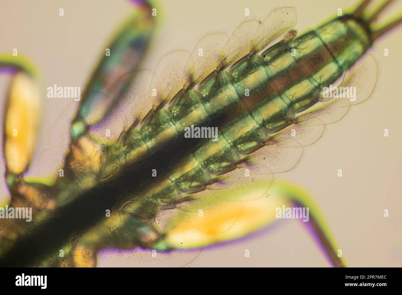 Abdomen and gills of Yellow may dun Heptagenia sulphurea photographed in cross-polarised light with a wave retarder Stock Photo