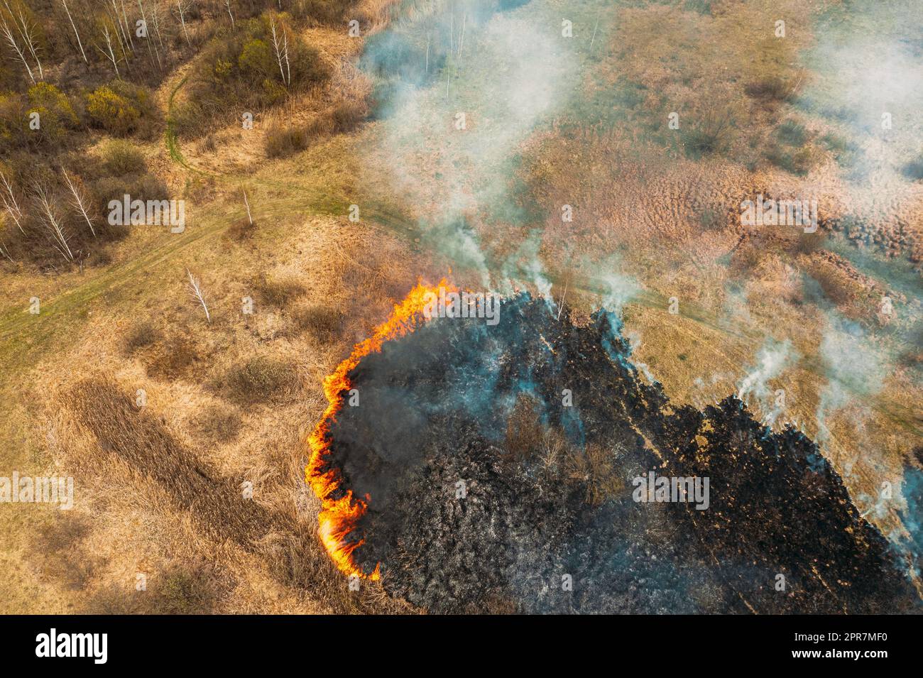 Aerial View. Dry Grass Burns During Drought And Hot Weather. Bush Fire And Smoke In Meadow Field. Wild Open Fire Destroys Grass. Nature In Danger. Ecological Problem Air Pollution. Natural Disaster Stock Photo