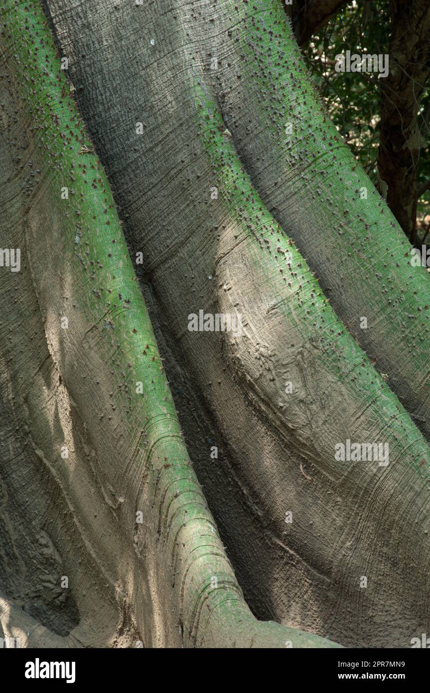 Buttress roots of kapop Ceiba pentandra var guineensis. Stock Photo