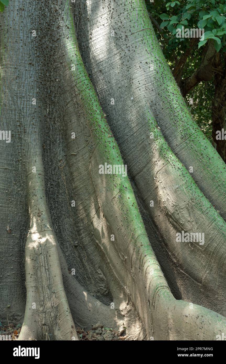 Buttress roots of kapop Ceiba pentandra var guineensis. Stock Photo