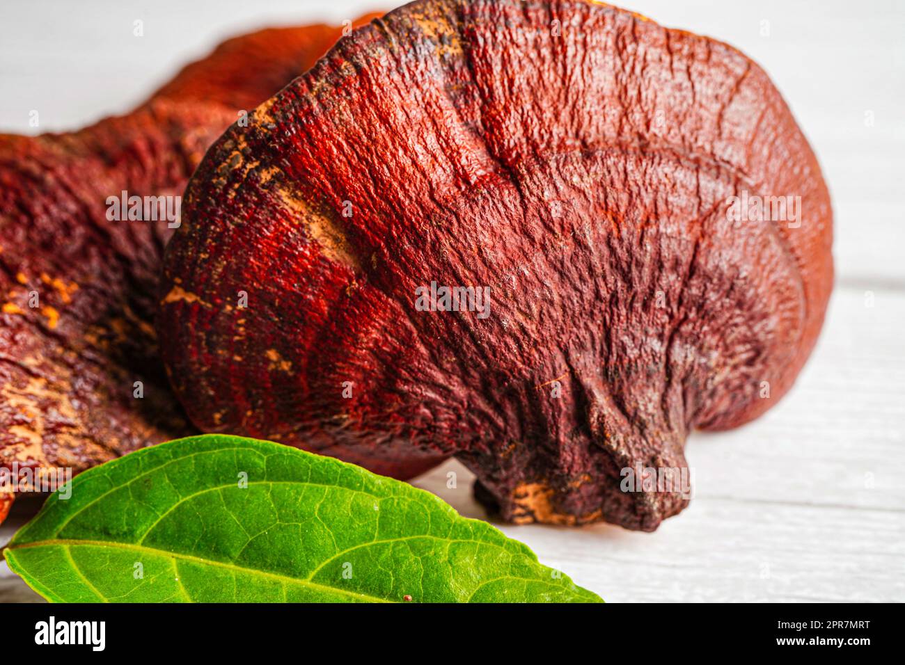 Lingzhi or Reishi mushroom with capsules, organic natural healthy food