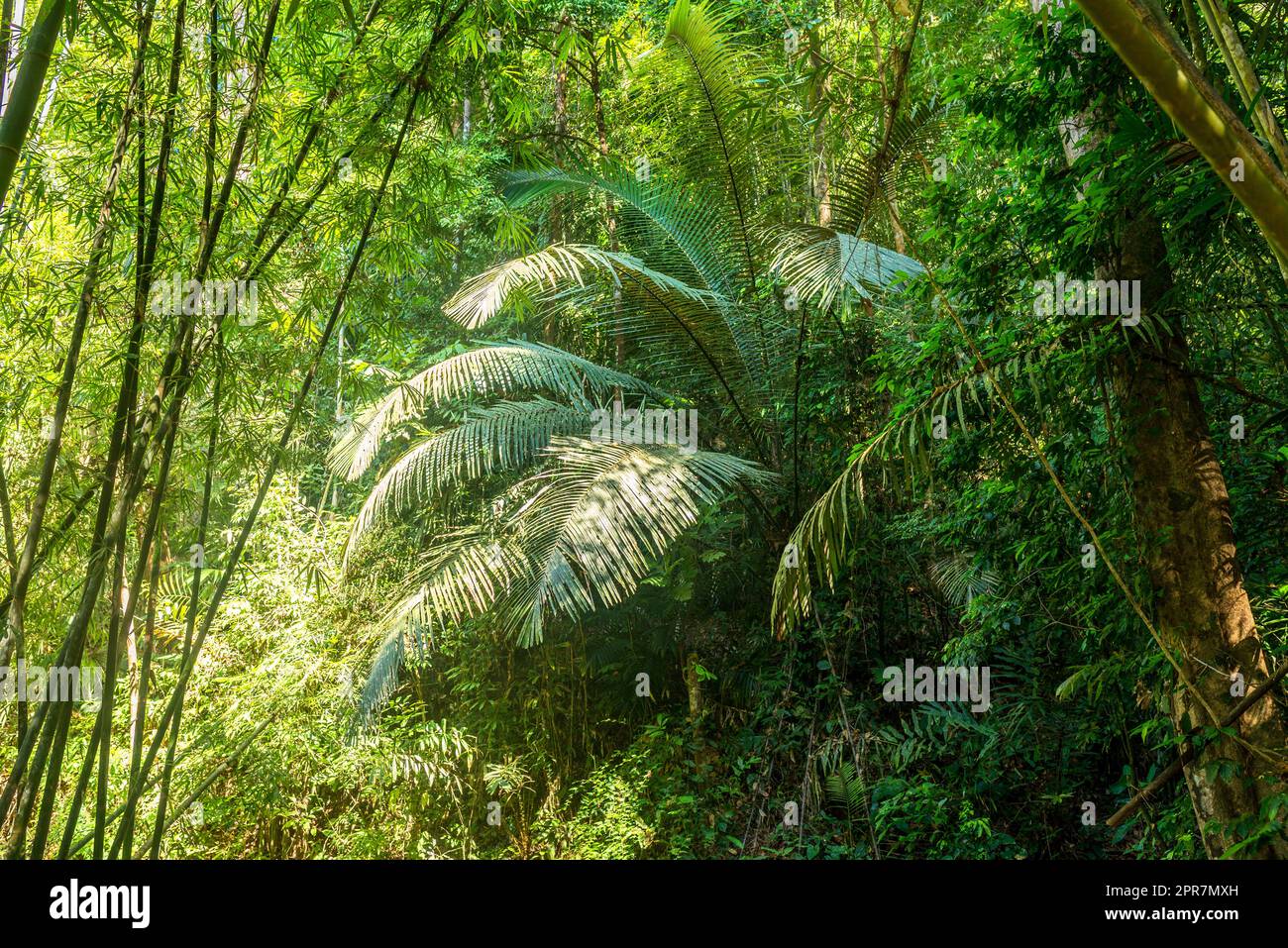Big fronds from a fern in the tropical forest and jungle of the Khao Sok national park Stock Photo