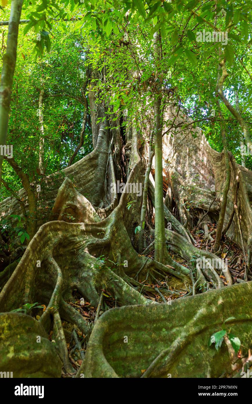 Large tropical tree with flat, wide running root system from mighty