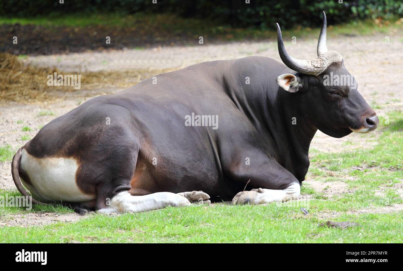 Banteng  (Bos Javanicus) Stock Photo