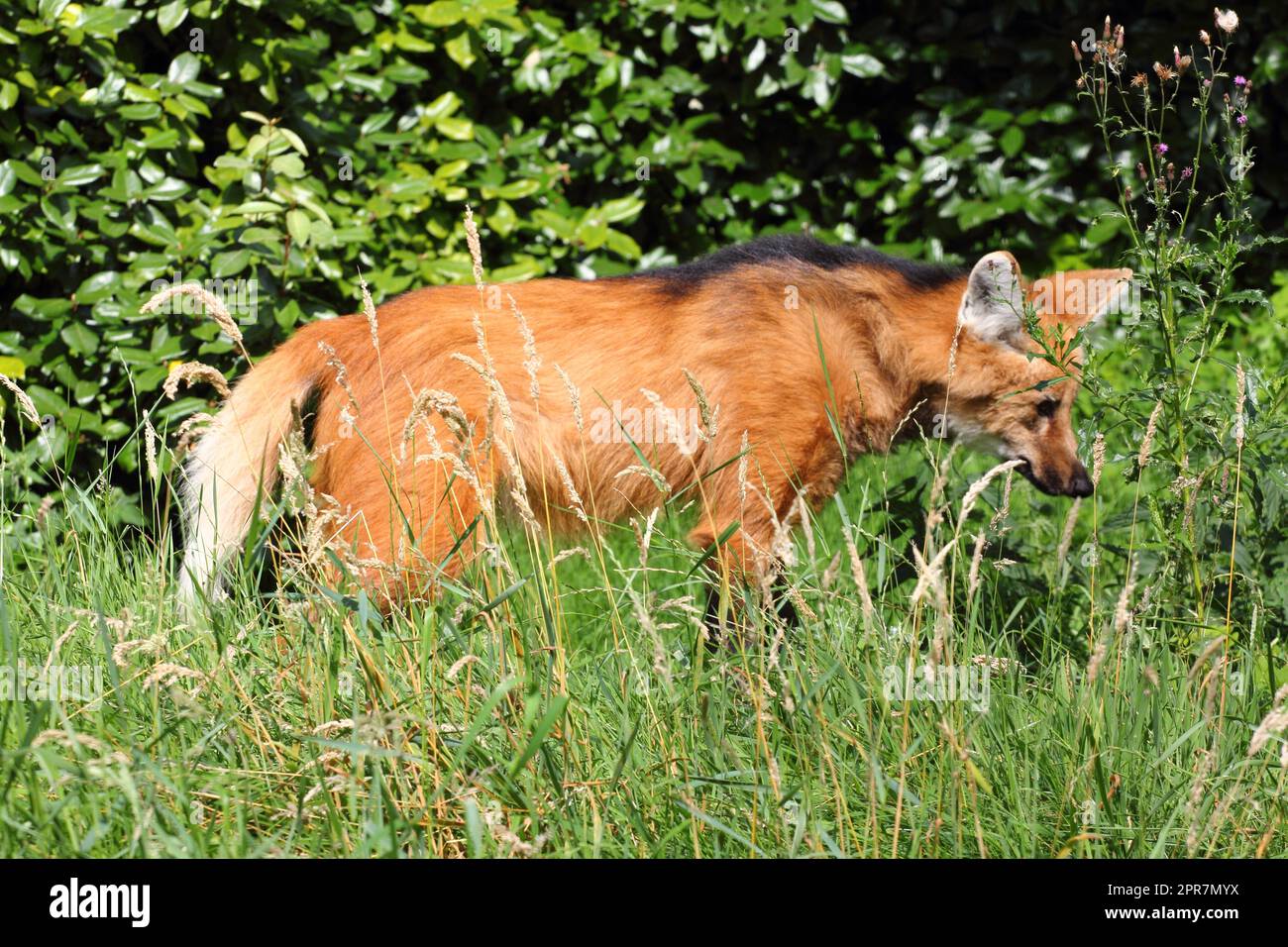 Mähnenwolf  maned wolf  (Chrysocyon brachyurus) Stock Photo