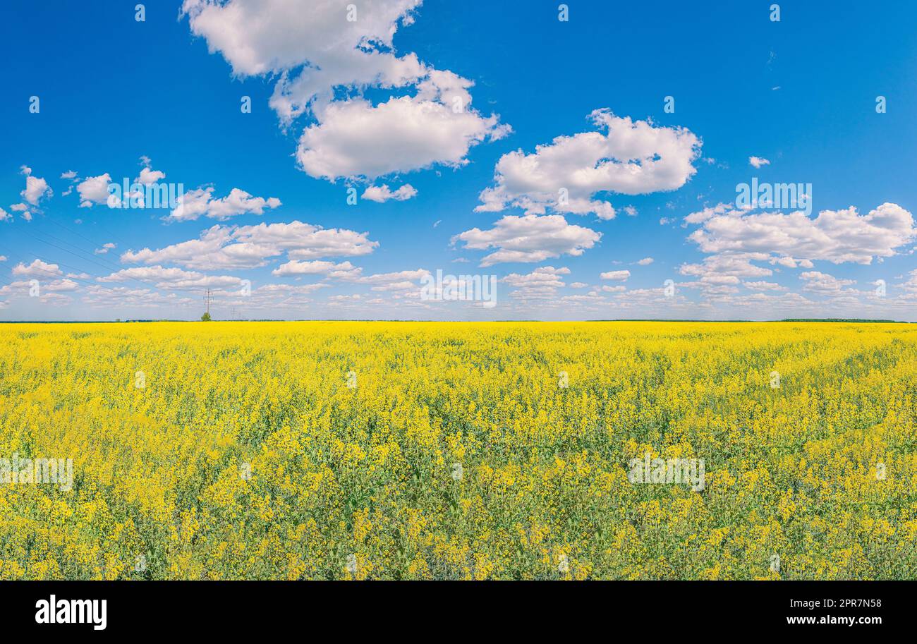 A field sown with yellow flowers and clouds on a blue sky, similar to the flag of Ukraine Stock Photo