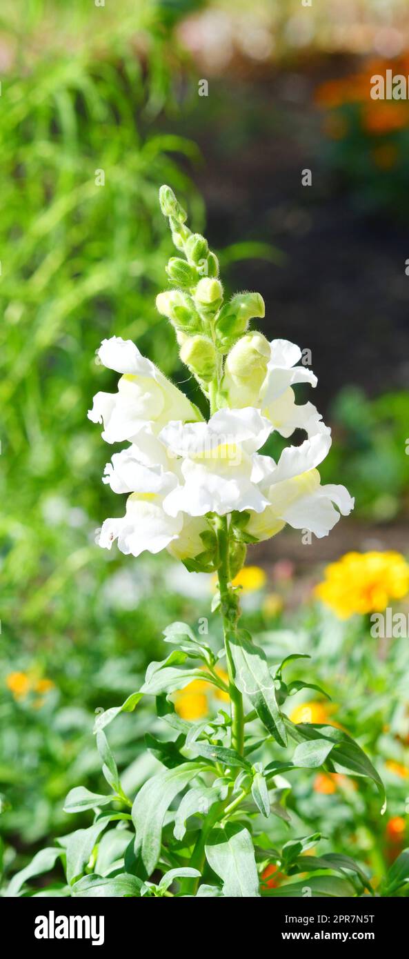 Snapdragon flower or Antirrhinum (Latin Antirrhinum) Stock Photo