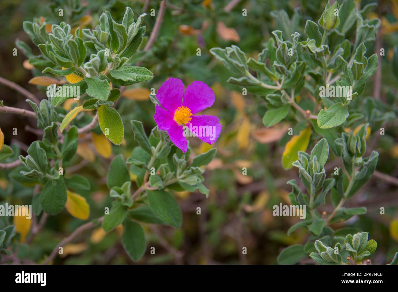 Cistus albidus, the grey-leaved cistus, is a shrubby species of flowering plant in the family Cistaceae Stock Photo
