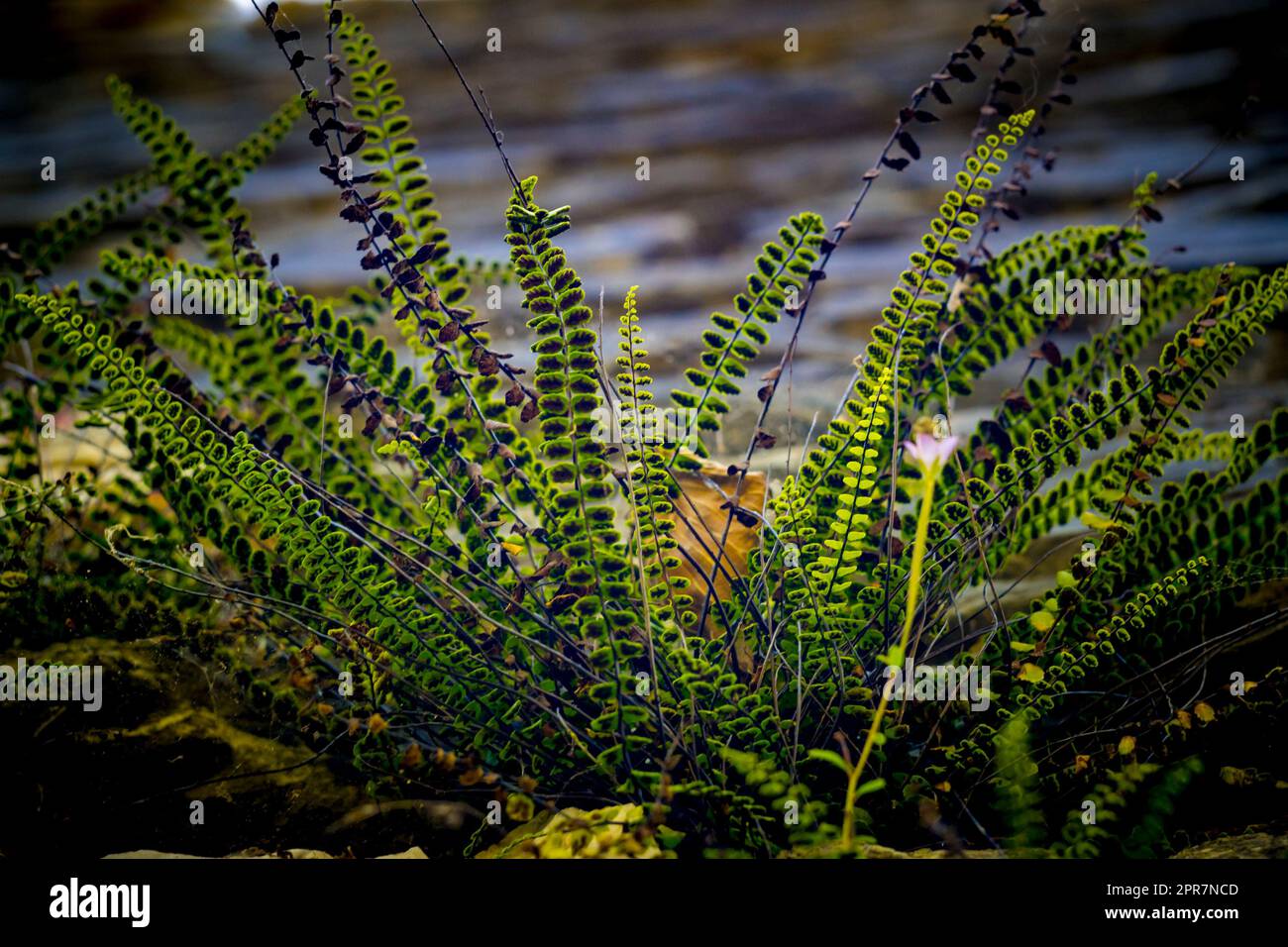 splenium trichomanes or maidenhair spleenwort, small fern growing against a wall Stock Photo