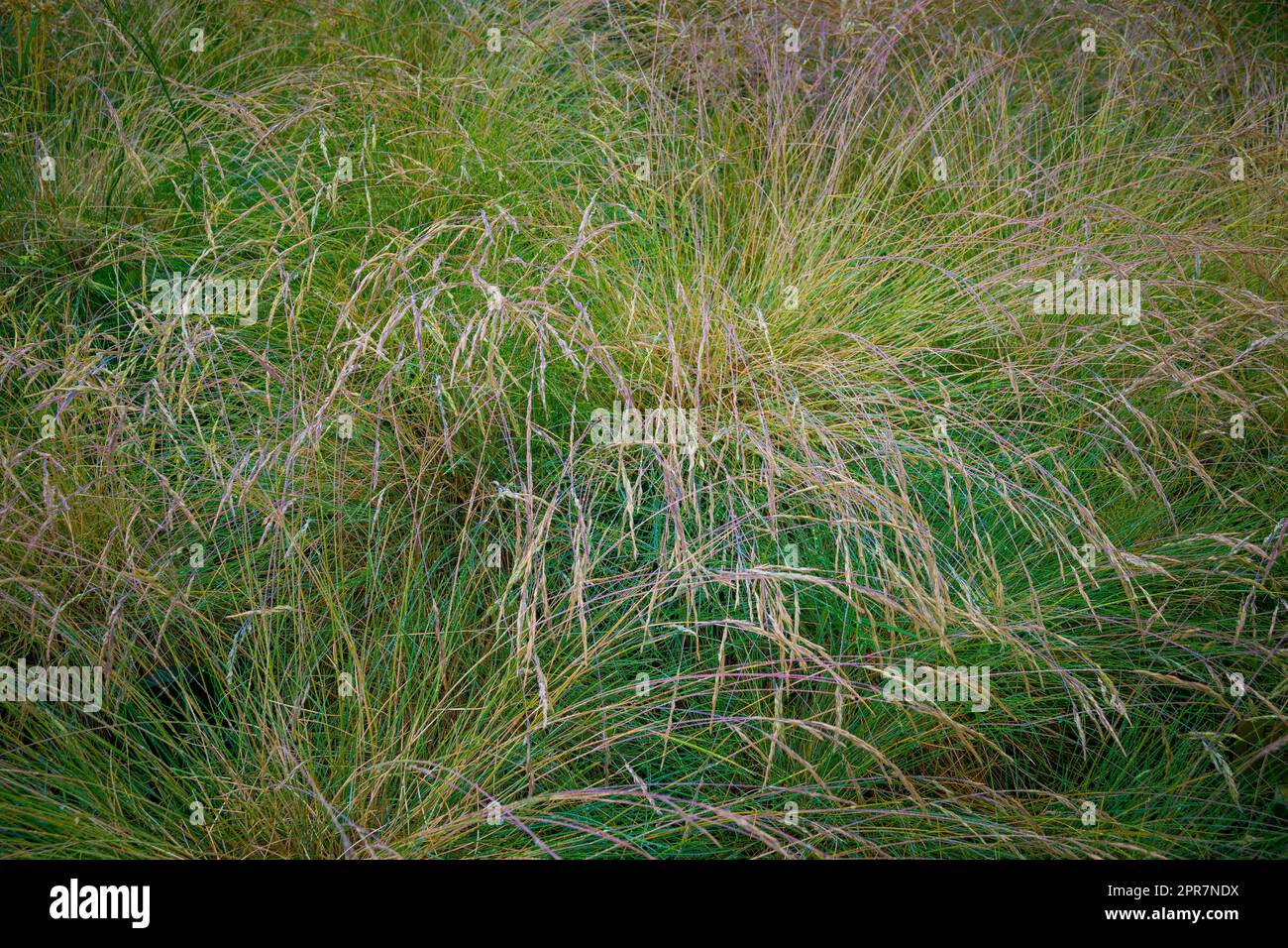 Festuca (fescue) is a genus of flowering plants belonging to the grass family Stock Photo