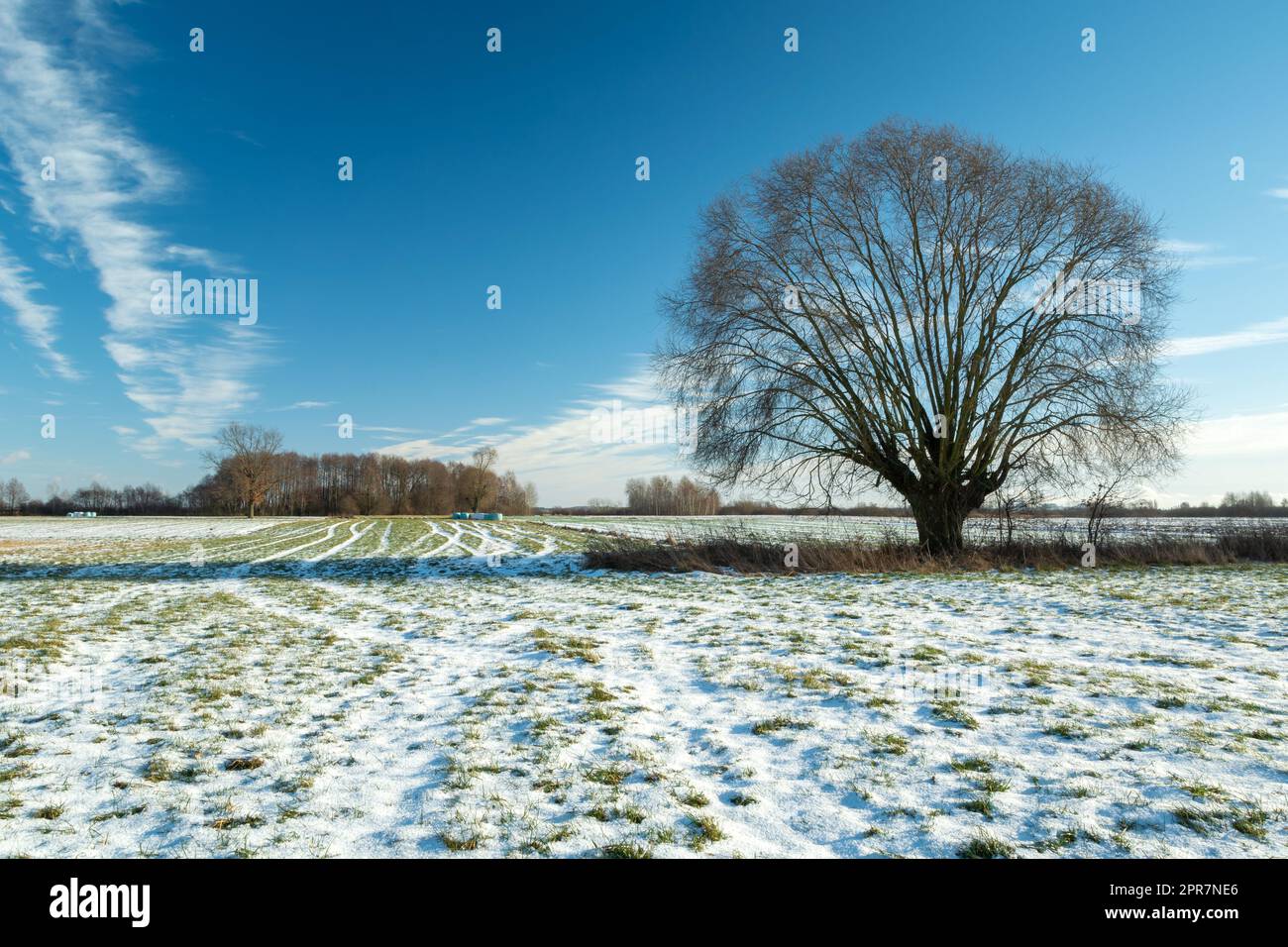 Snow on the meadow and a large tree Stock Photo