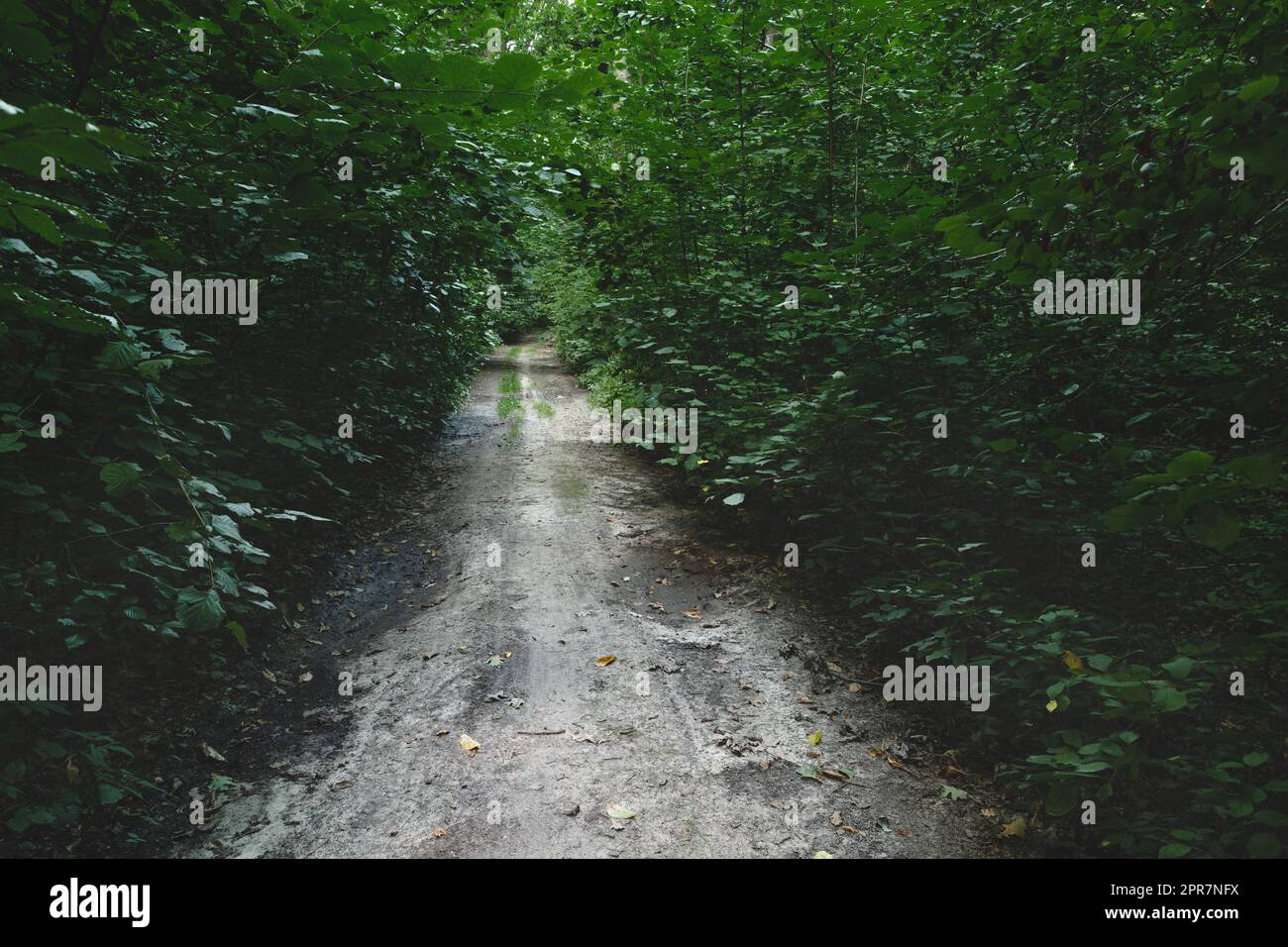 A dirt road through a dense moody forest Stock Photo