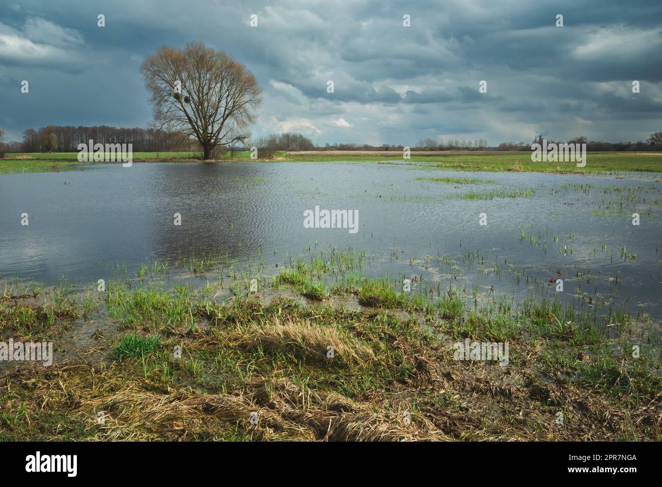Tree on the horizon hi-res stock photography and images - Alamy