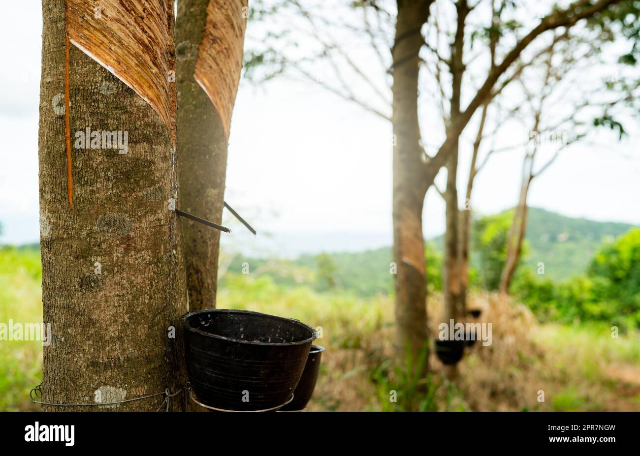 Rubber tapping in rubber tree garden. Natural latex extracted from para rubber plant. Rubber tree plantation. The milky liquid or latex oozes from wound of tree bark. Latex collect in small bucket. Stock Photo
