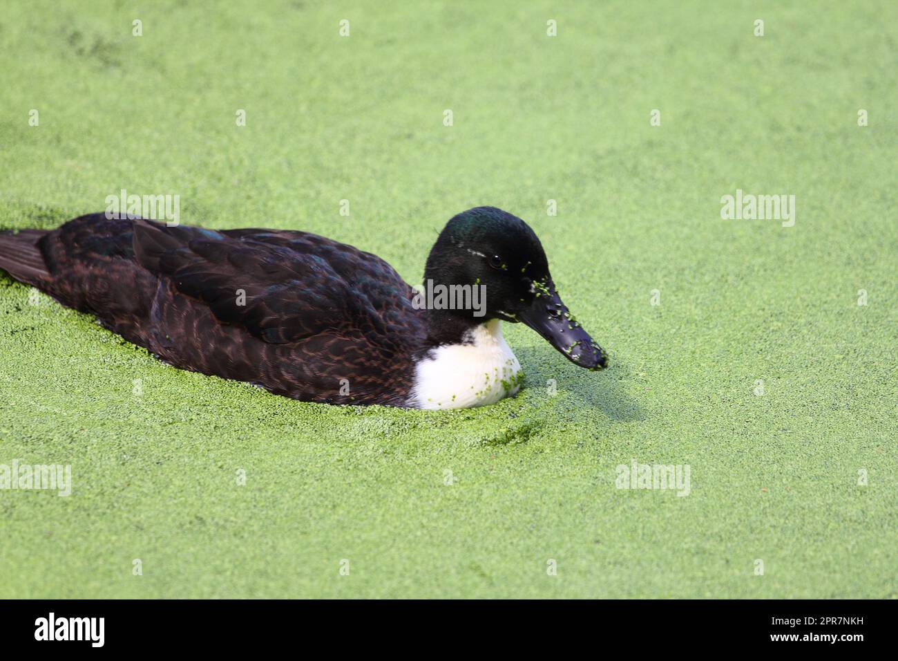 Ente wasservogel hi-res stock photography and images - Alamy