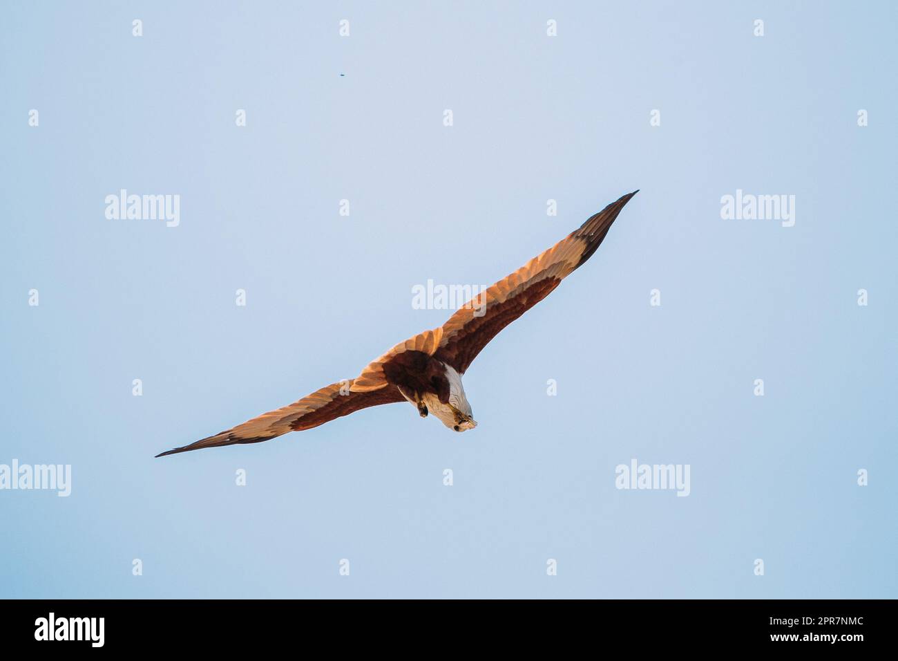 Goa, India. Brahminy Kite Eating Crab In Flight In Blue Sky Stock Photo