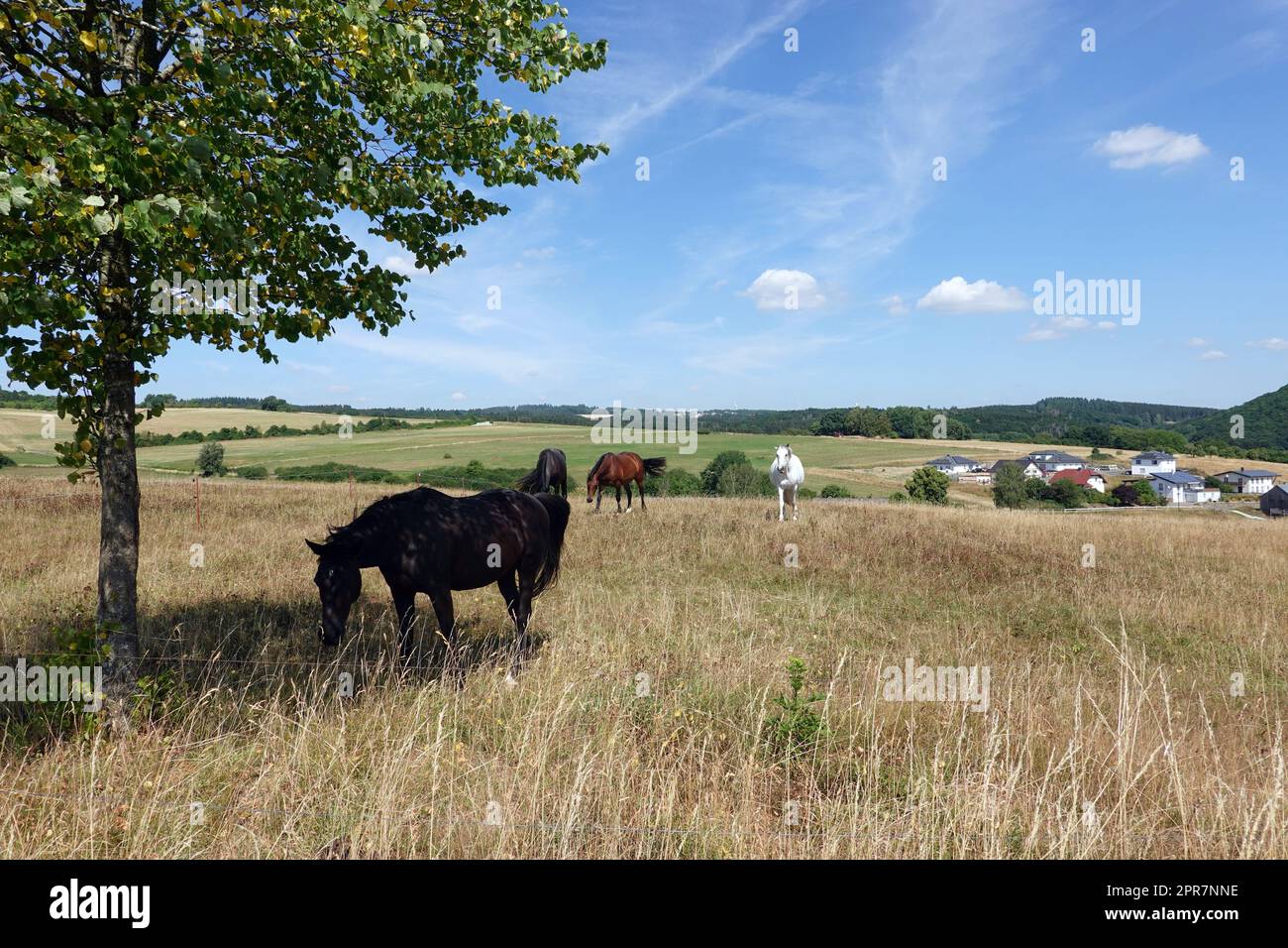 Eifellandschaft bei Uess mit vier Pferden auf einer Weide Stock Photo