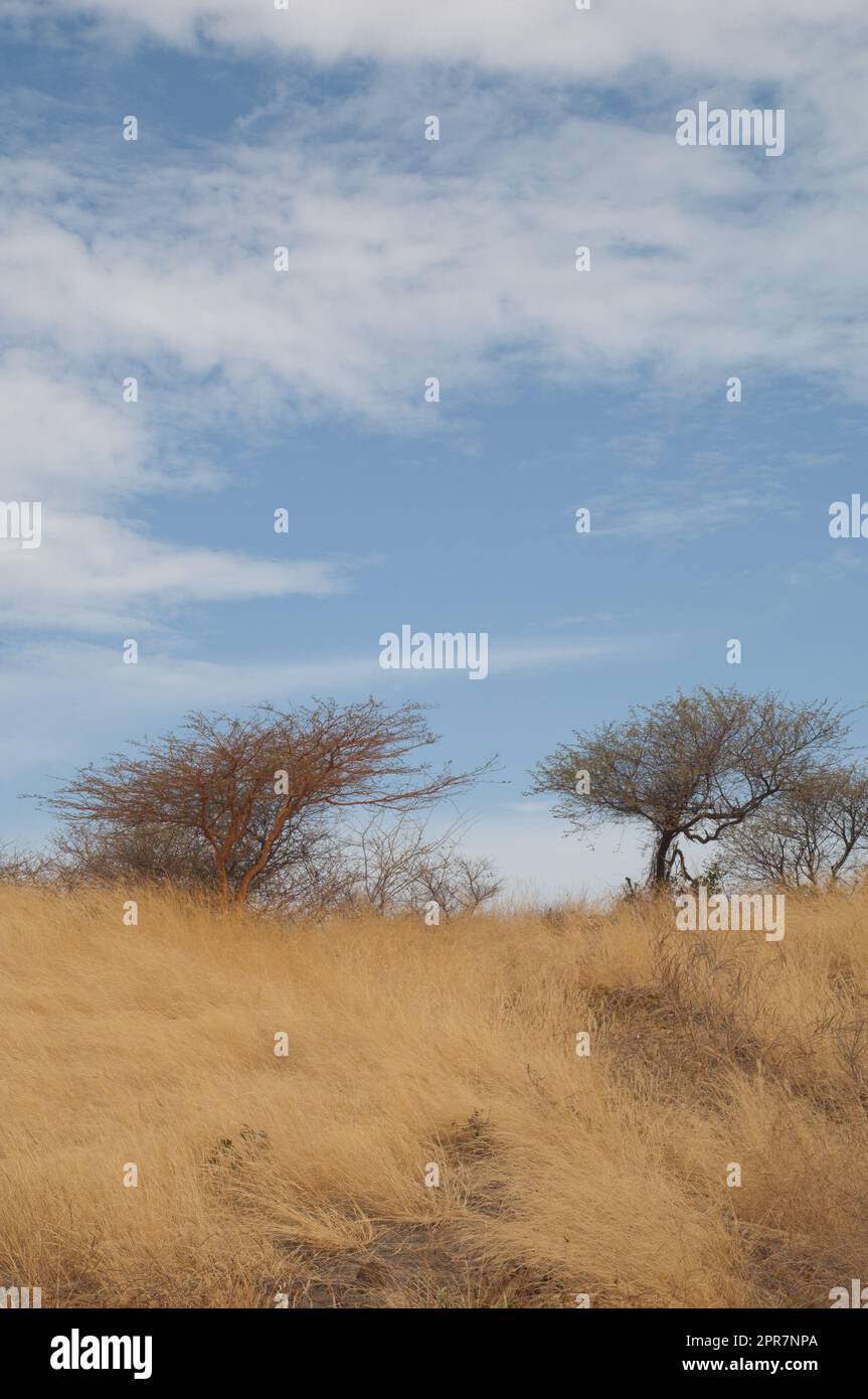 Acacias with red acacia Vachellia seyal to the left. Natural Reserve of