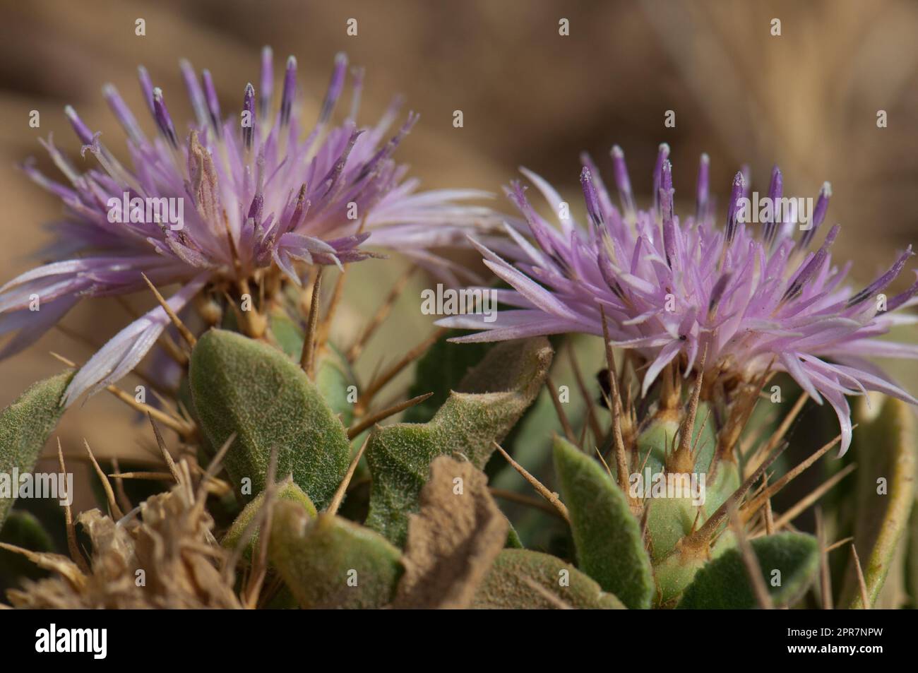 Flowers in the Natural Reserve of Popenguine. Stock Photo
