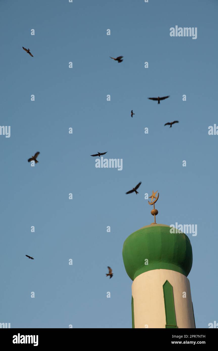 Minaret of a mosque and black kites in flight. Stock Photo