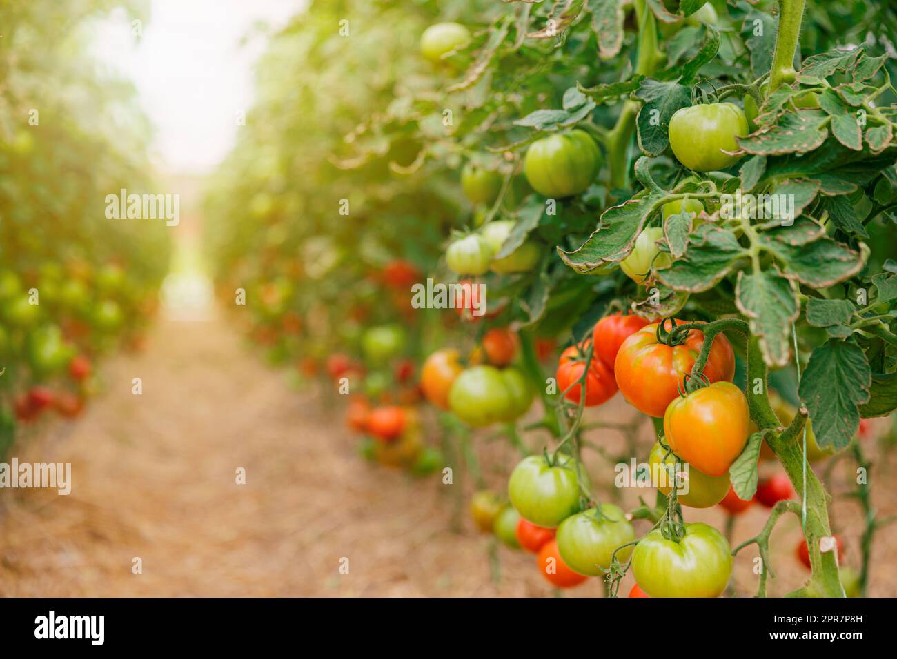 Close up view of green and red tomatoes in greenhouse on blurred ...