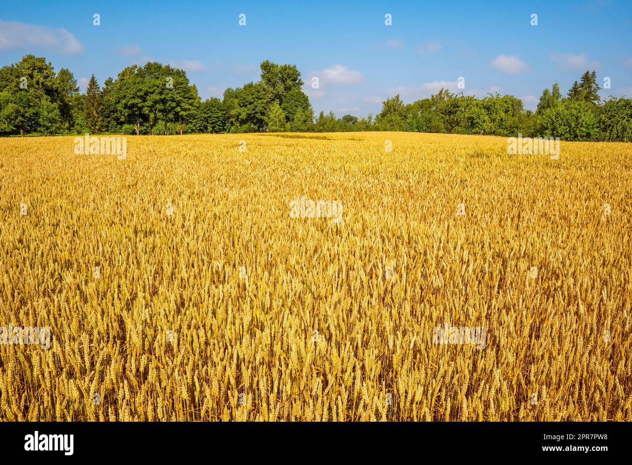 Rural scenery with ripe wheat field, wheat ears Stock Photo