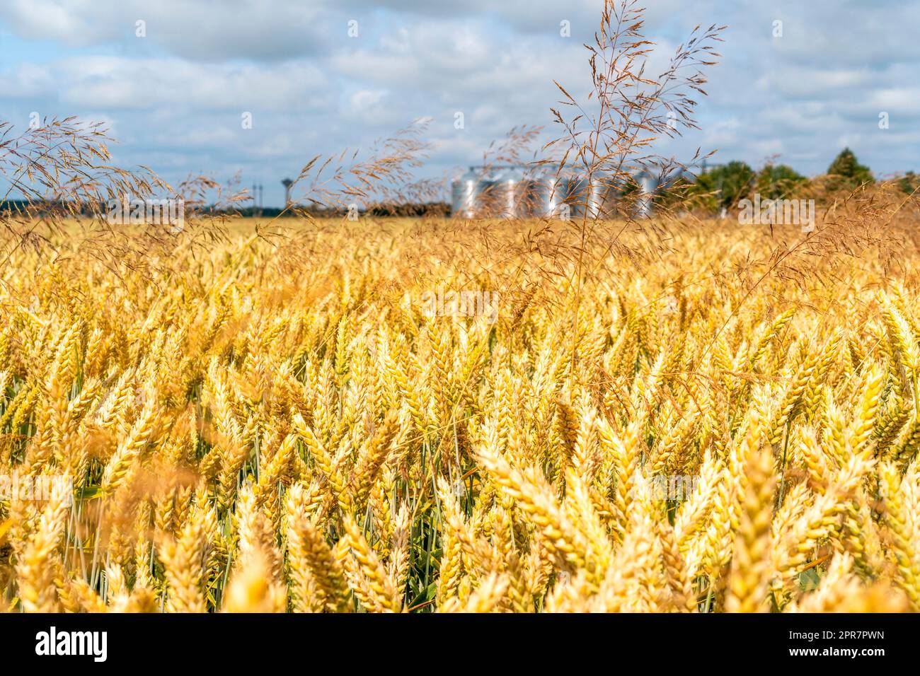 Grain storage silos system in a distance  behind a yellow wheat field Stock Photo