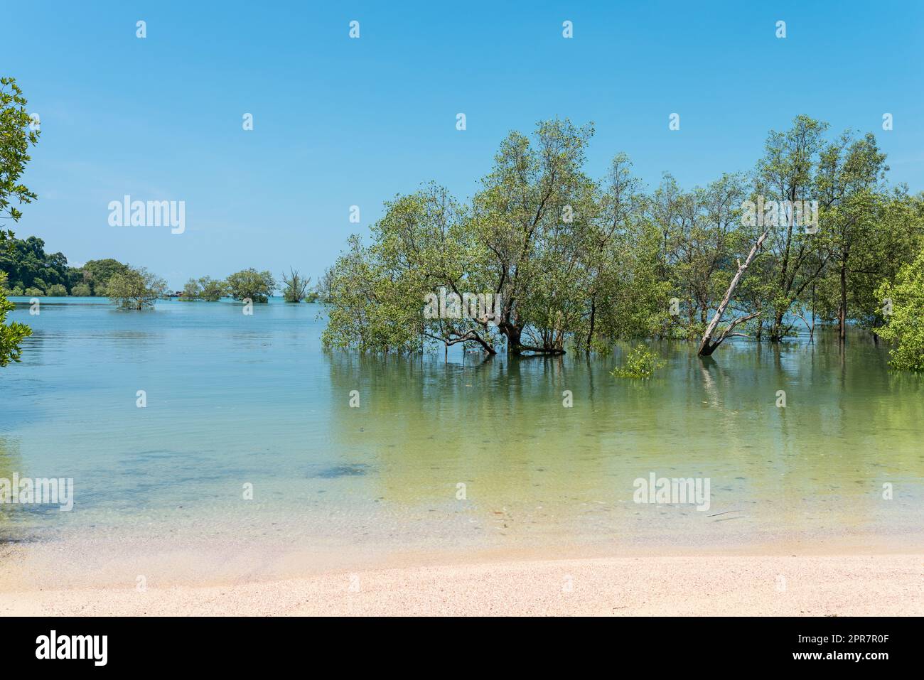 The island of Ko Phayam with the Mangroves while high tide at the buffalo bay Stock Photo