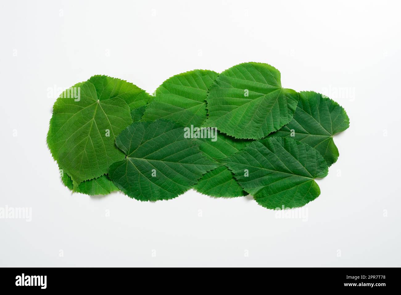 Leaves With Important Messages Written On. One Over Another Leaf With Crutial Informations On. Presented Critical Announcements. Shown Recent Updates. Stock Photo