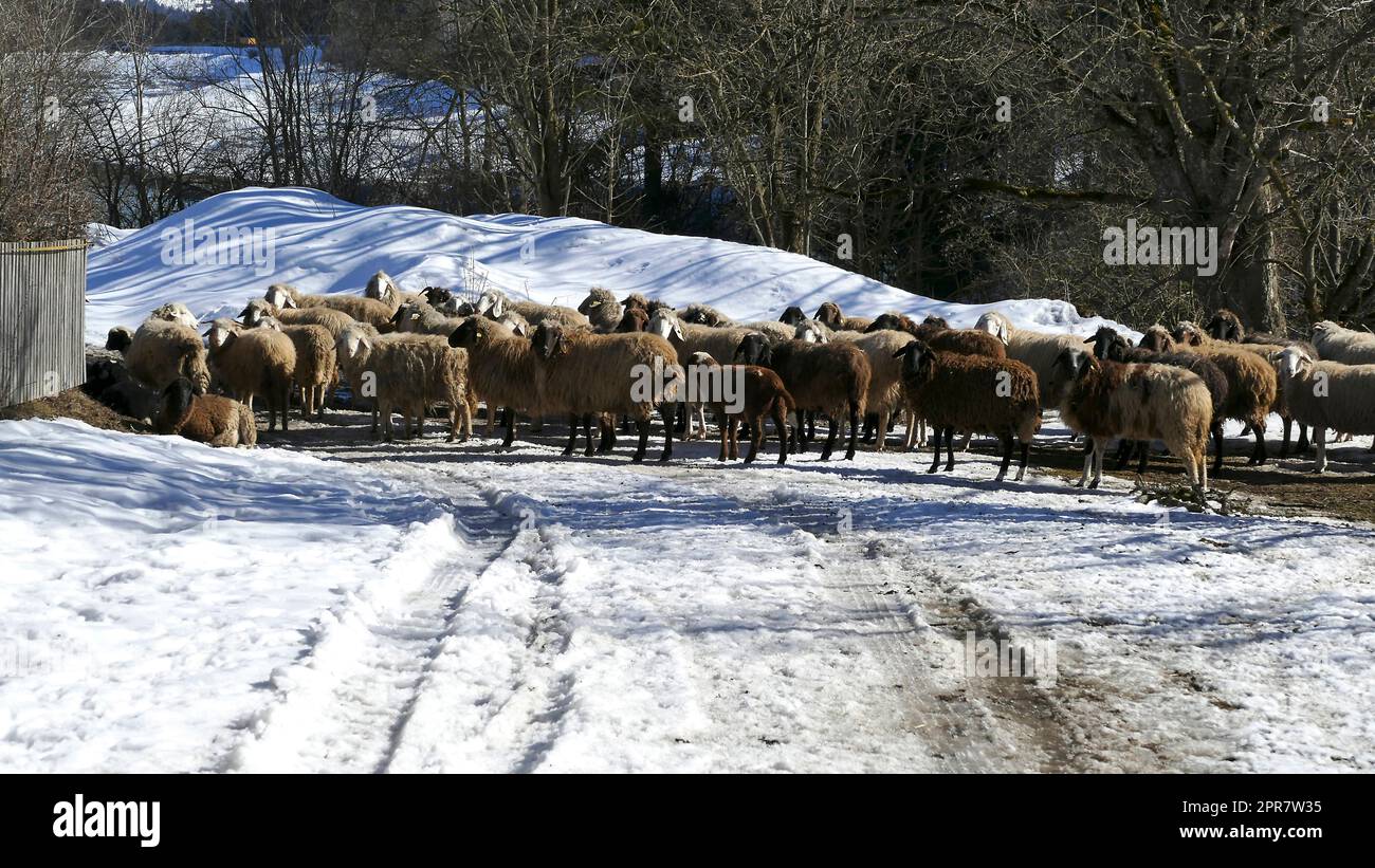 Herd of mountain sheep (Ovis aries) on the trail Stock Photo