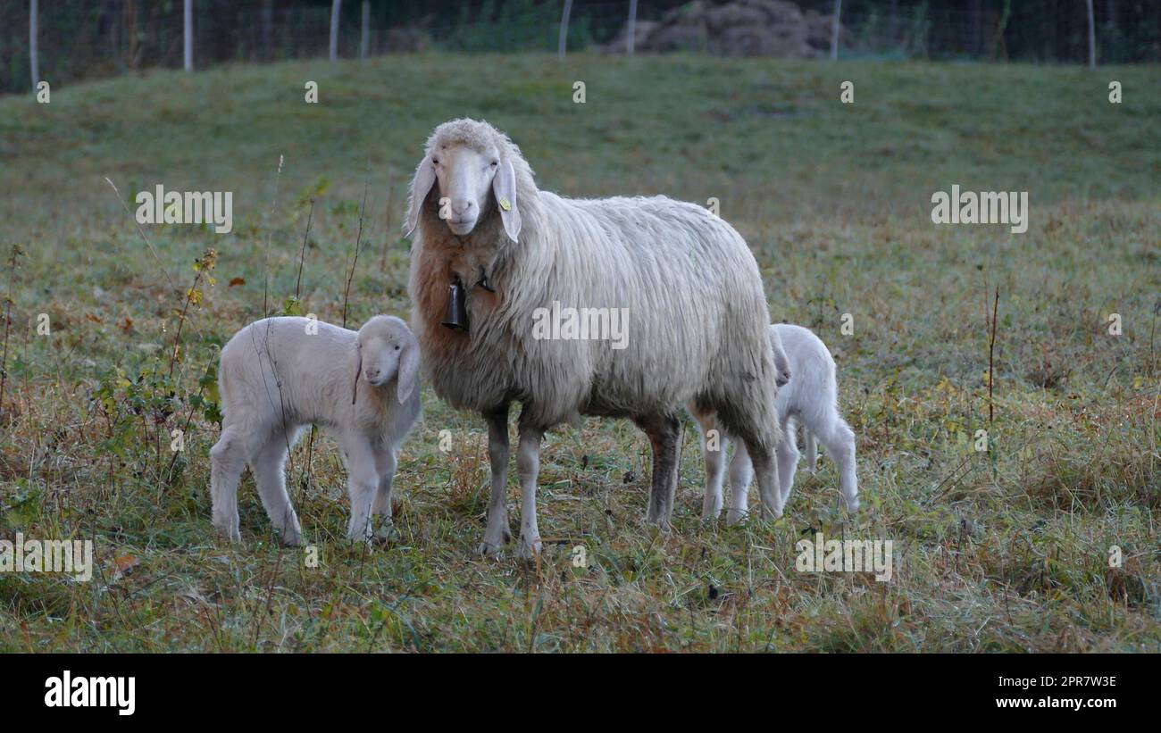 Herd of mountain sheep (Ovis aries) on mountain trail Stock Photo