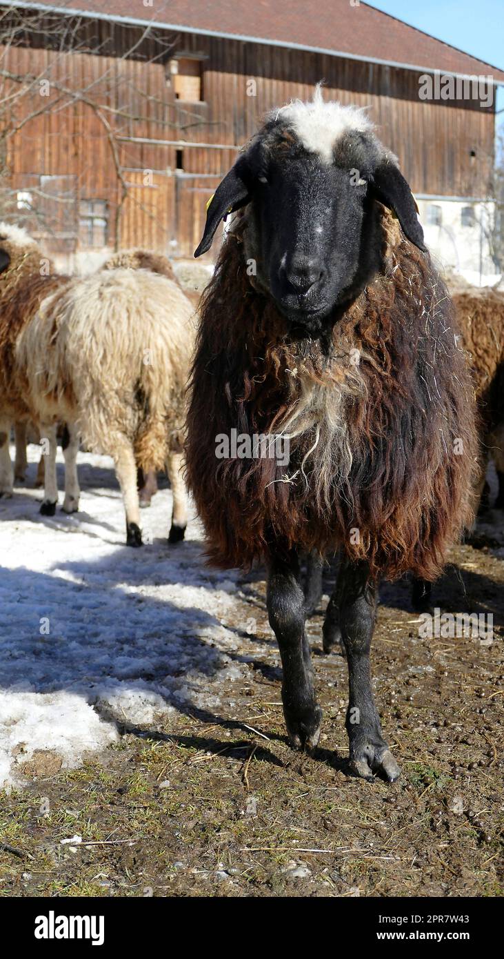 Herd of mountain sheep (Ovis aries) on the trail Stock Photo