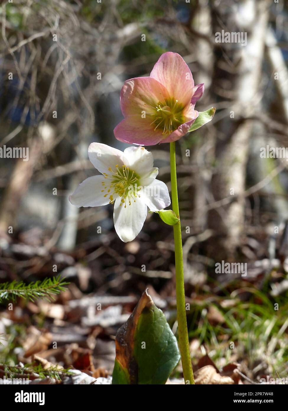 Wild snow roses (Helleborus niger) in springtime Stock Photo