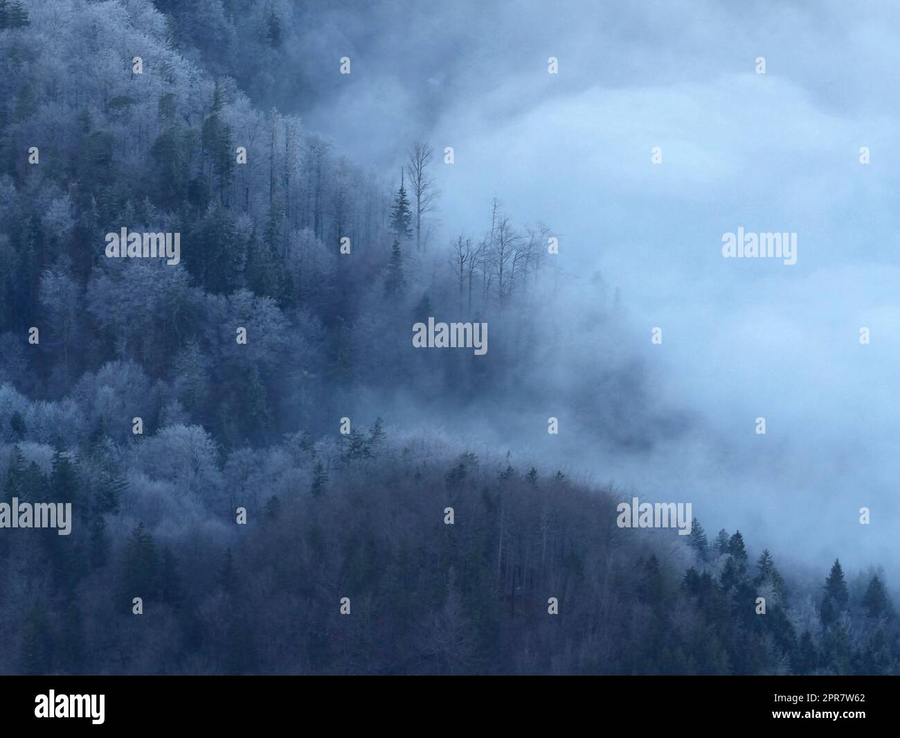 Foggy forest hi-res stock photography and images - Alamy
