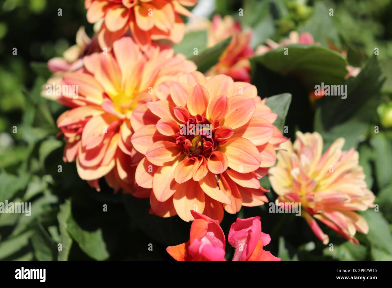 Ontario dahlias hi-res stock photography and images - Alamy