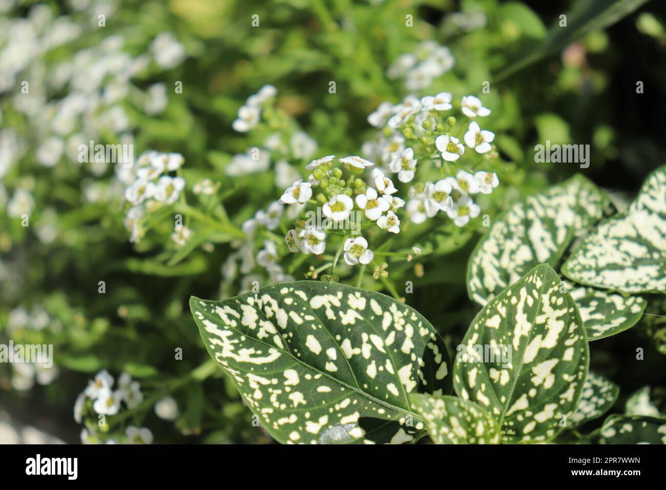 Alyssum flowers hi-res stock photography and images - Alamy