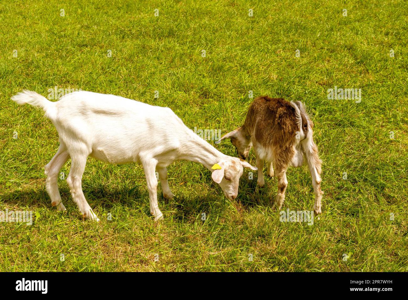 Couple of goats grazing in the field Stock Photo