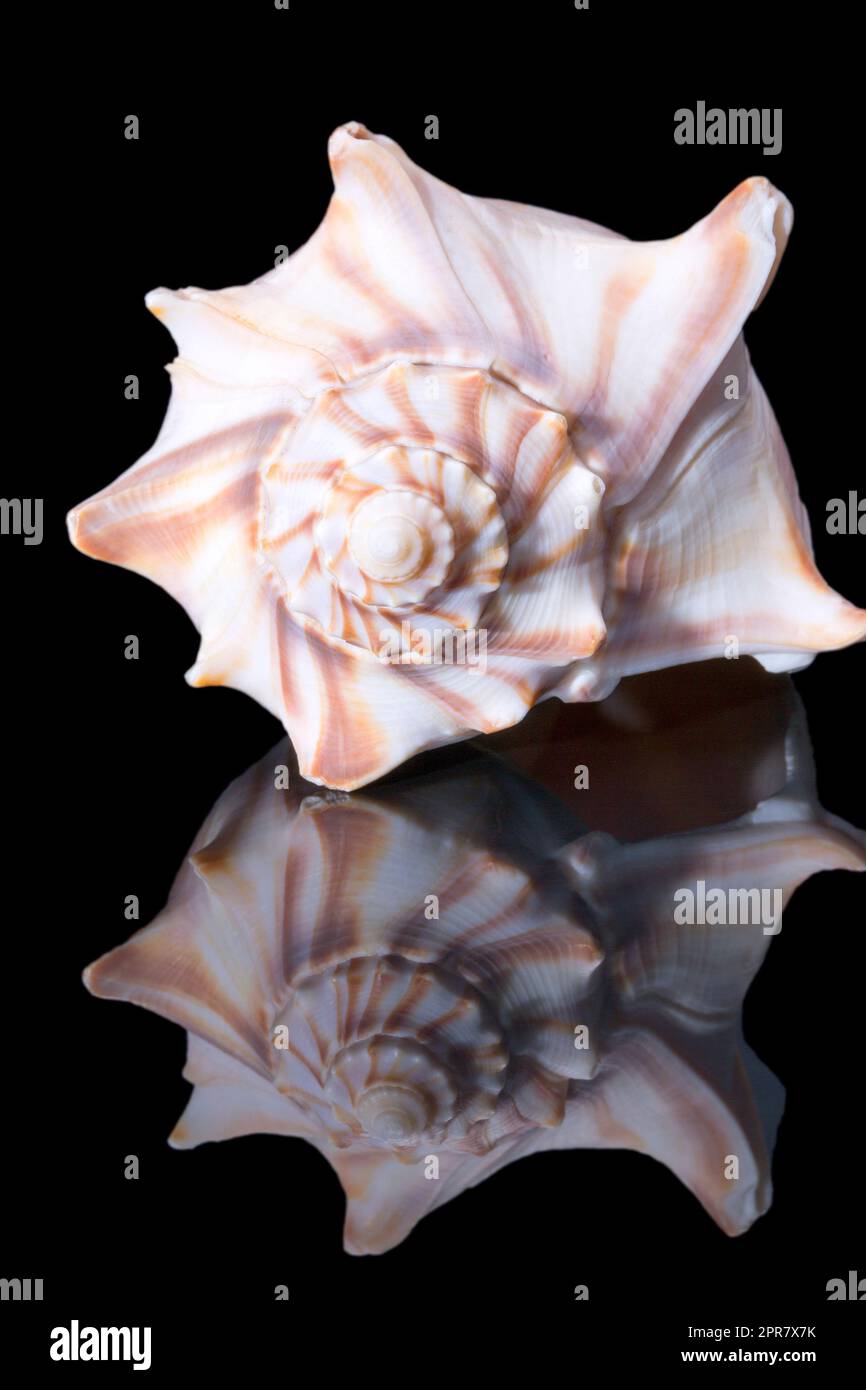 Single sea shell of Aliger gigas known as the queen conch isolated on black background, close up Stock Photo