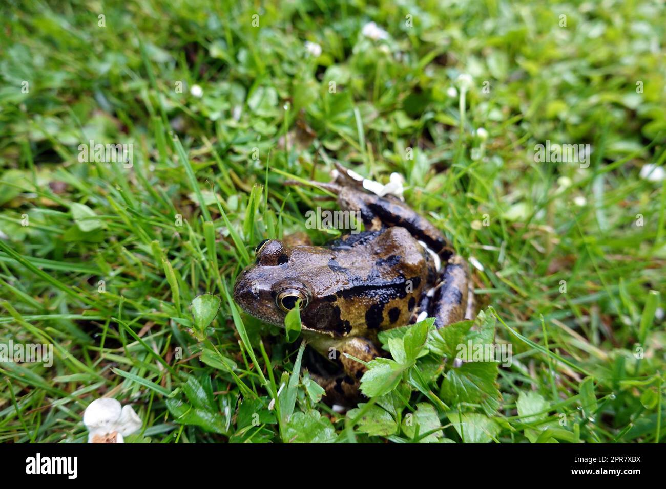 Grasfrosch (Rana temporaria) Stock Photo