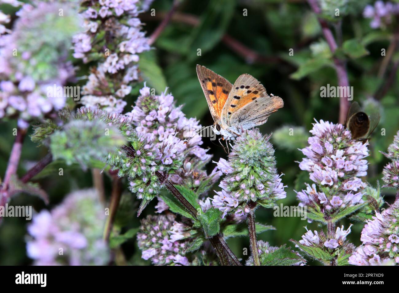 Kleine Feuerfalter (Lycaena phlaeas) auf einer Minze (Mentha spec.) im ...