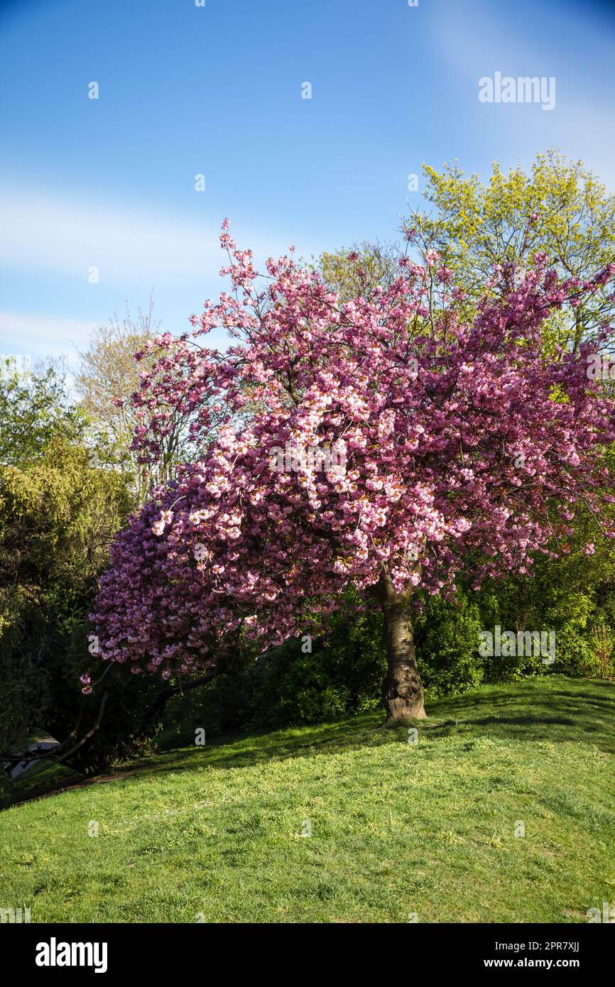Japanese cherry blossom in spring Stock Photo