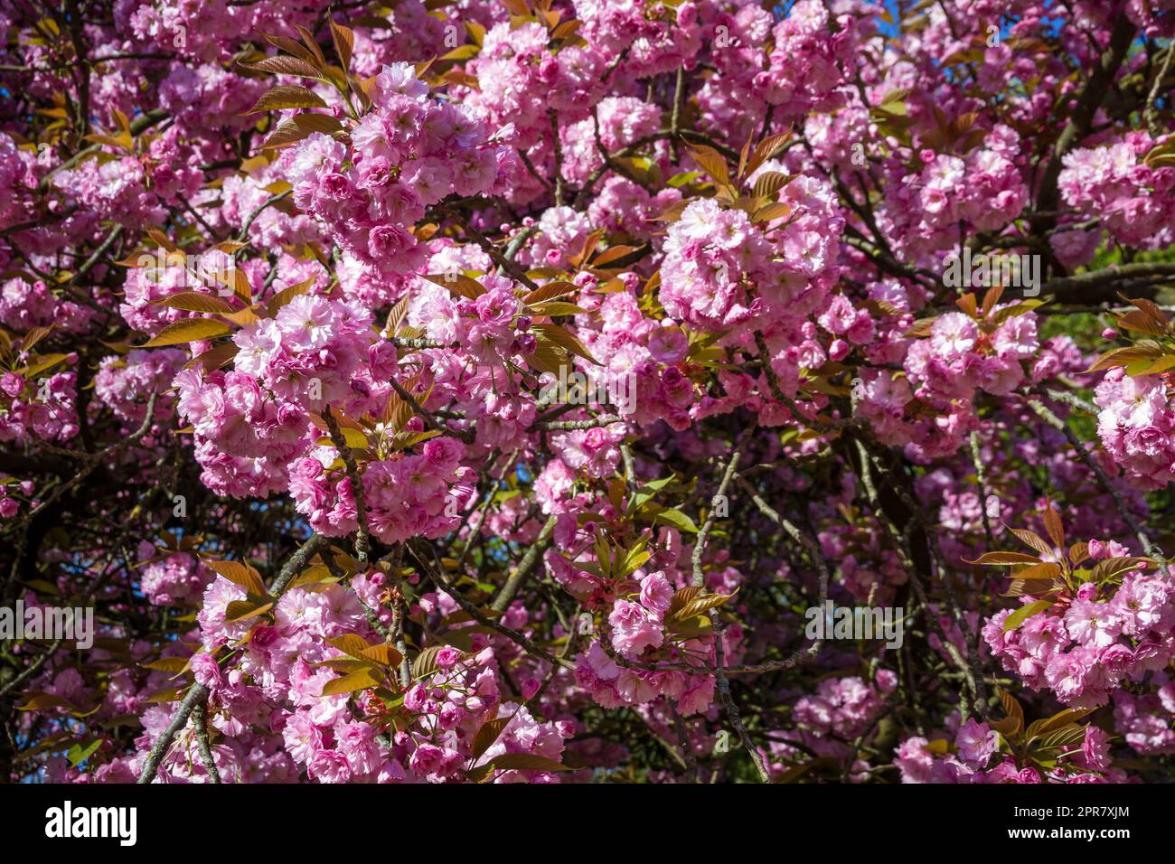 Japanese cherry blossom in spring. Macro view Stock Photo - Alamy