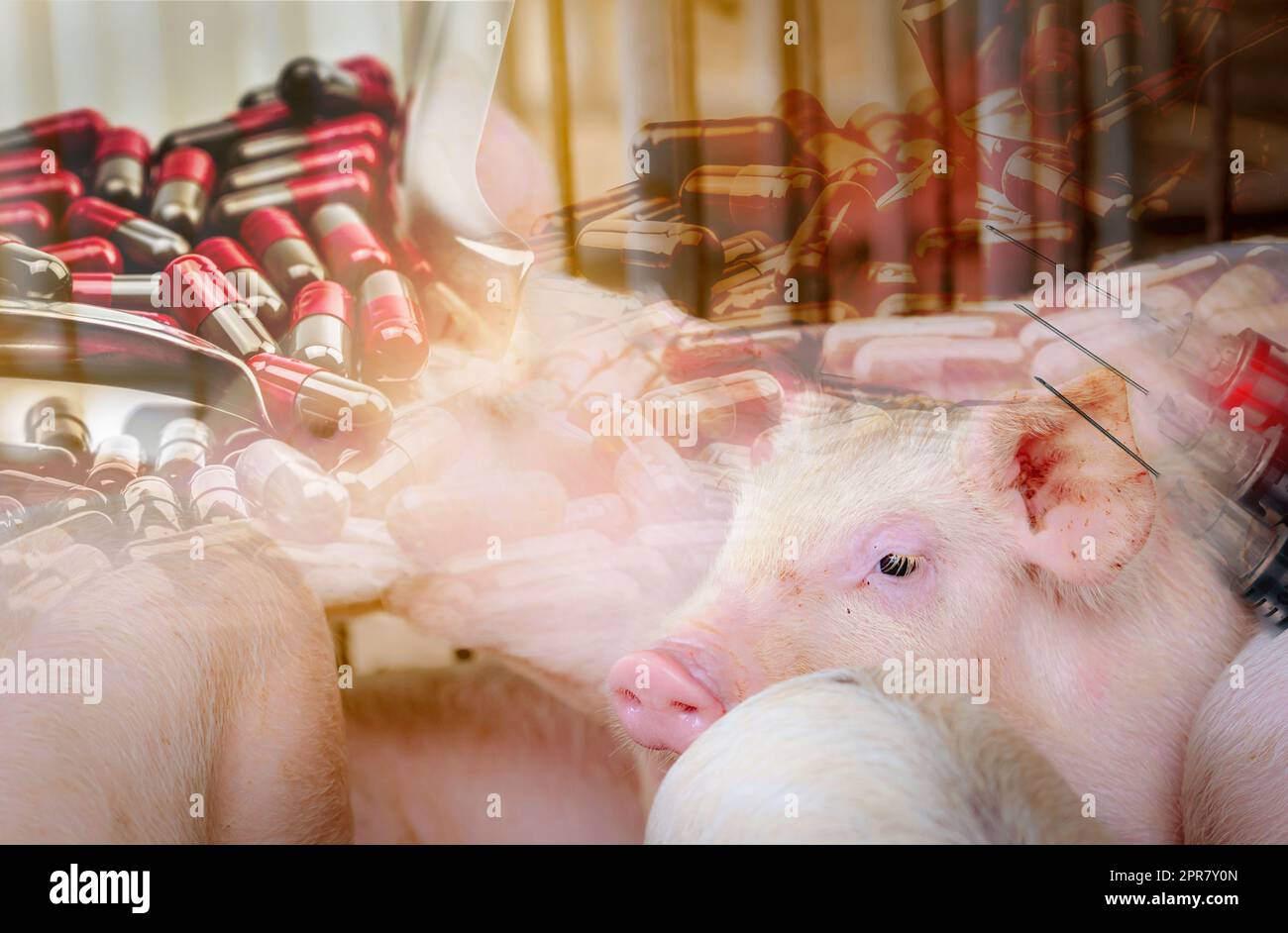 Pig in farm and antibiotic capsule pills and needle and syringe of vaccine for animals. Livestock farming. Pork meat industry. Healthy and cute pig. Mammal animal. African swine fever and swine flu. Stock Photo