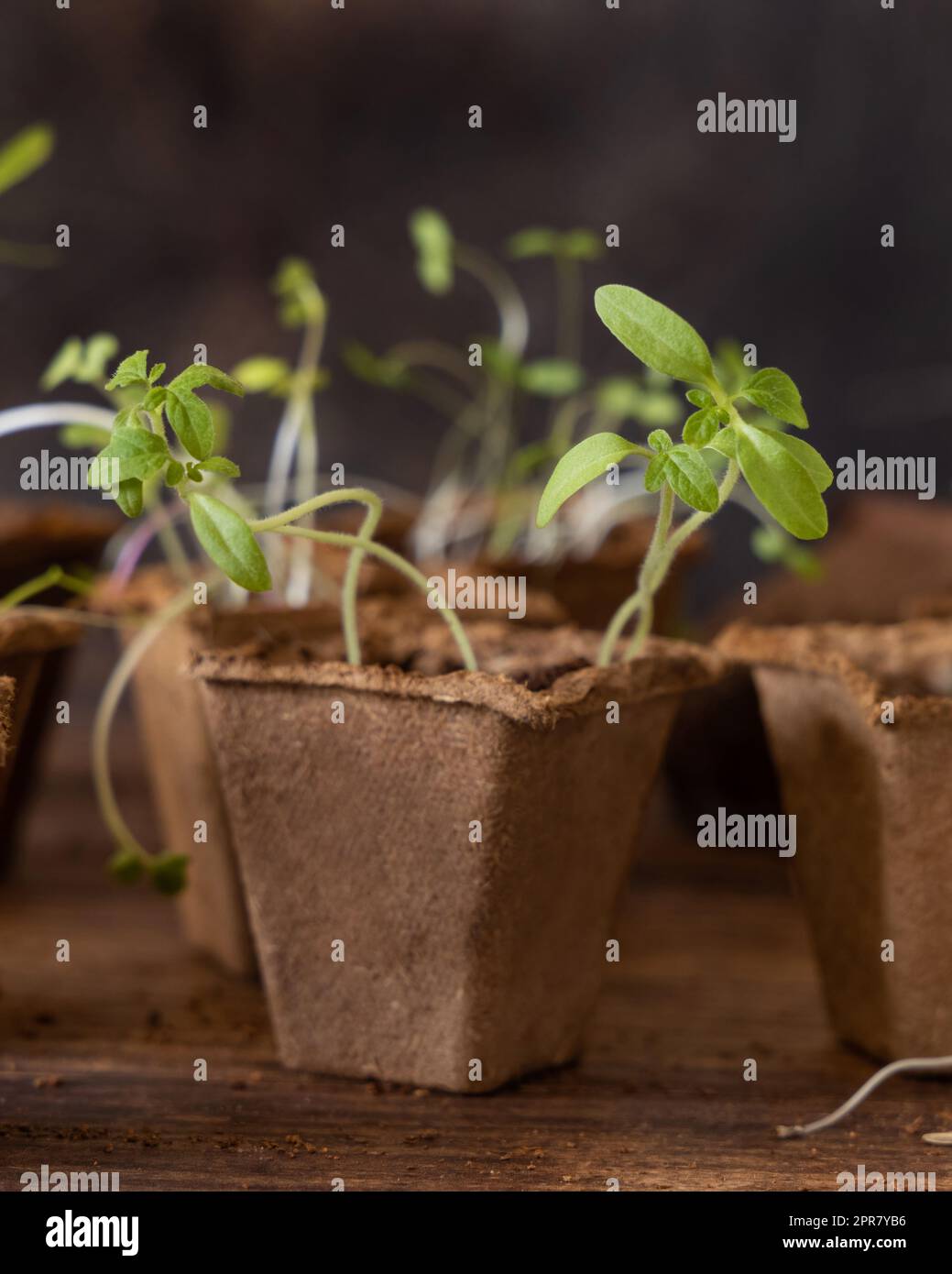 Vegetable seedlings in biodegradable pots on wooden table close up ...