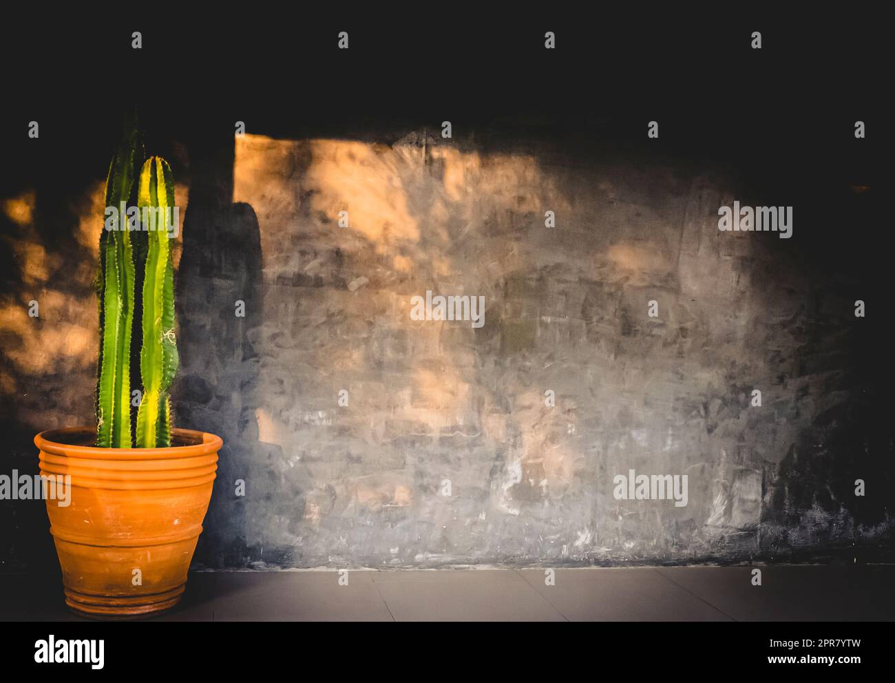 Vertical planter Cactus in pots on grey concrete wall Stock Photo
