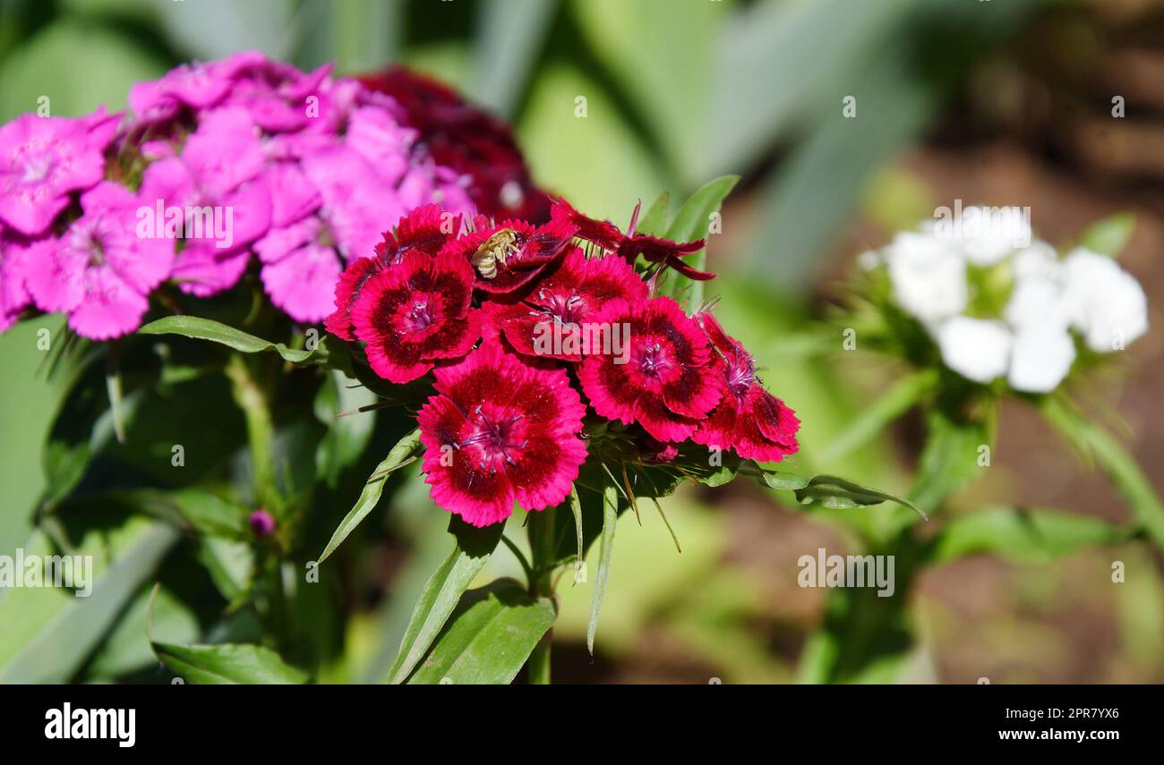 Turkish carnation flower (Latin. Dianthus barbatus) Stock Photo