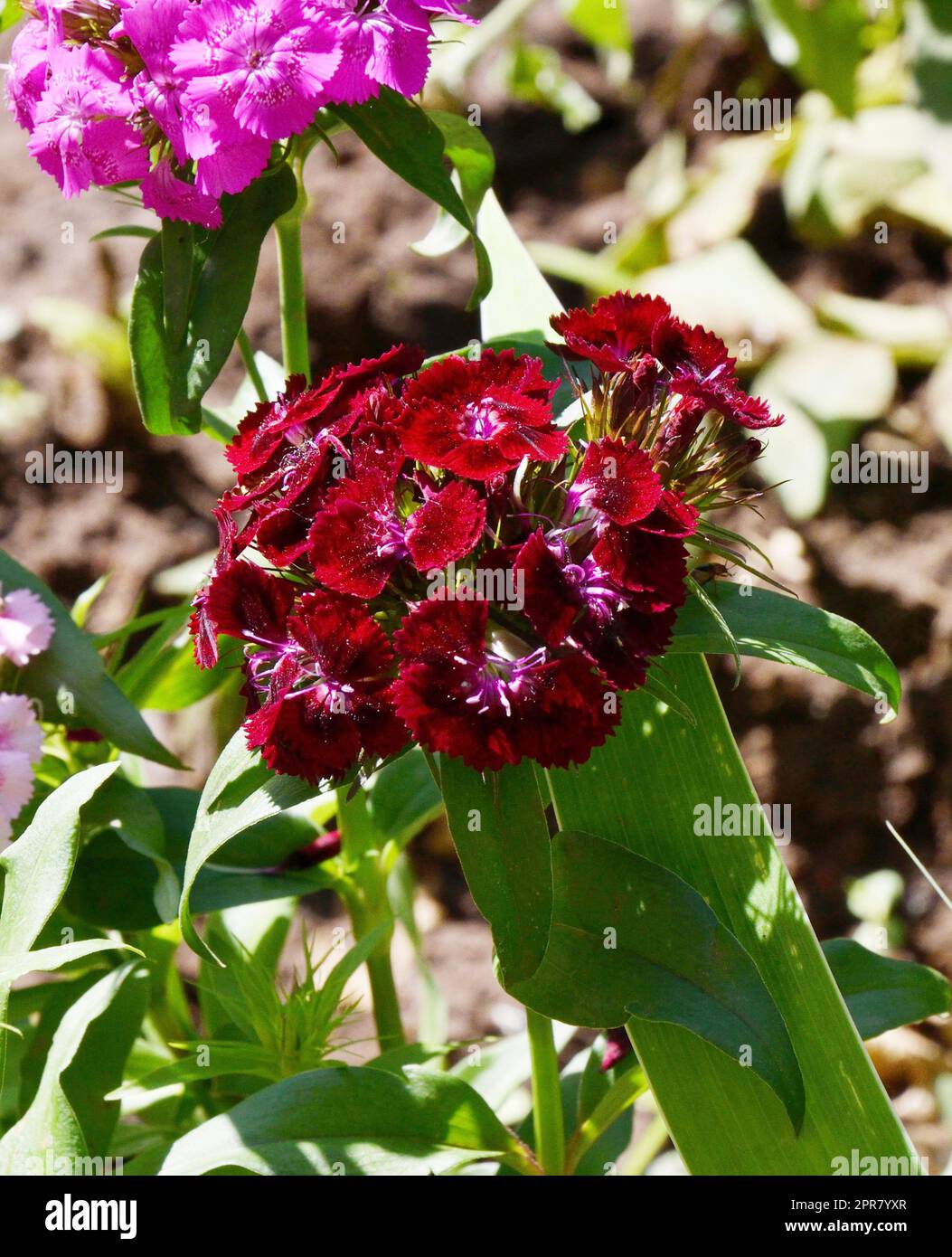 Turkish carnation flower (Latin. Dianthus barbatus) Stock Photo
