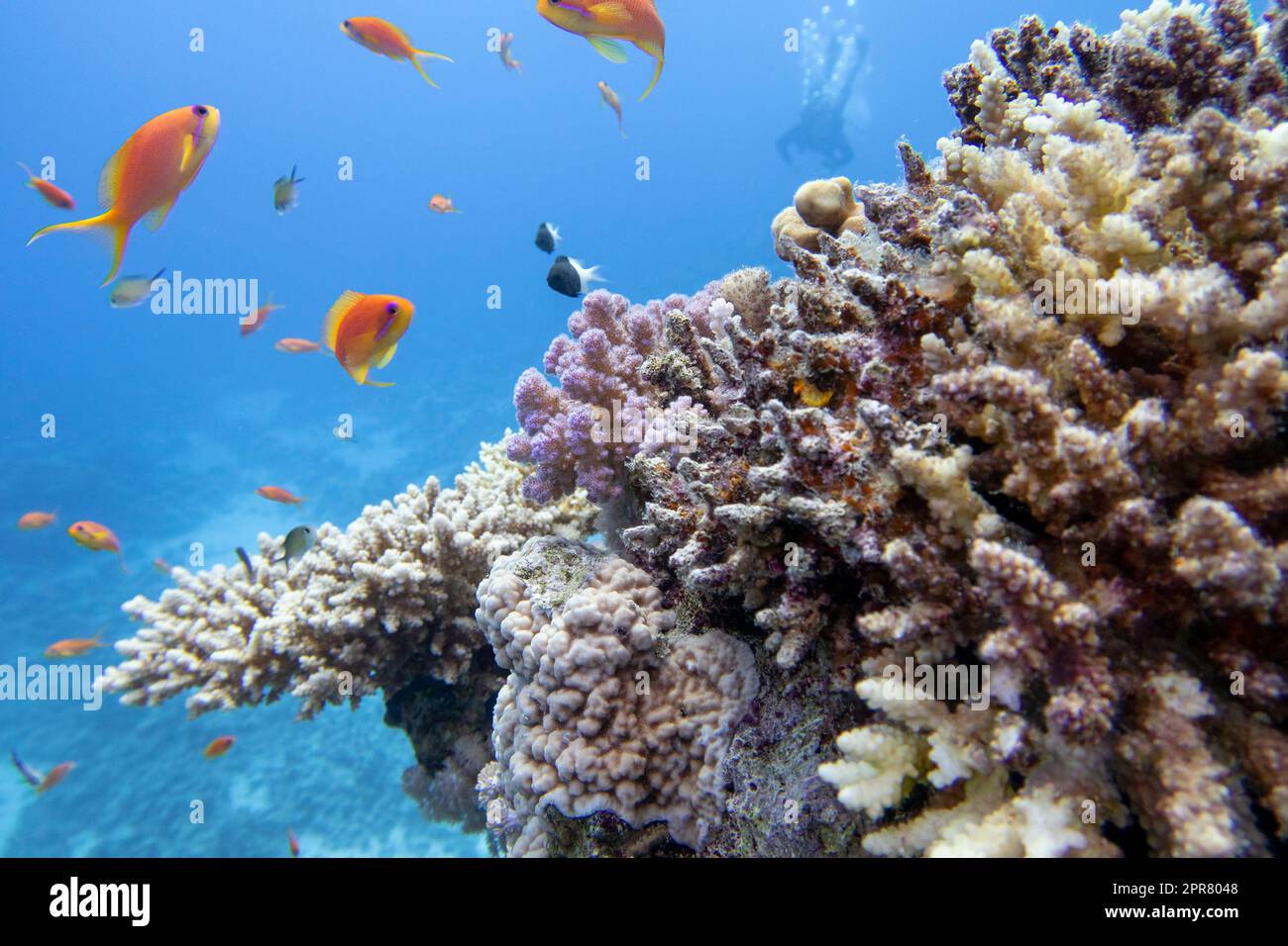 Colorful coral reef at the bottom of tropical sea, hard corals and fishes Anthias, underwater landscape Stock Photo
